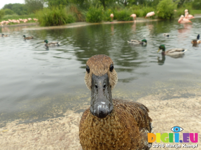 FZ029822 Duck close up